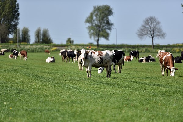 Diện tích mỗi trang trại của nông dân Cô Gái Hà Lan bằng 140 sân vận động: Họ đã làm điều đó như thế nào? - ảnh 4