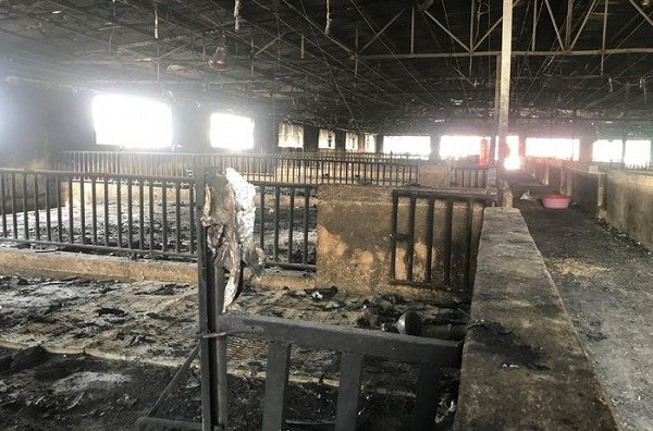 Cháy trang trại khiến hơn 1.000 con lợn chết - ảnh 2