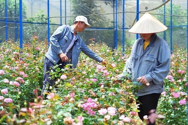 Lâm Đồng: Giá hoa hồng tăng cao trước lễ 8.3 - ảnh 3