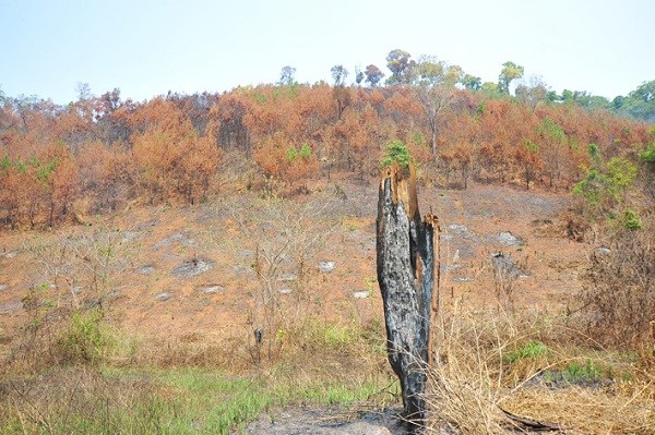 Gia Lai: Gần 20ha rừng phòng hộ cháy rụi, cơ quan chức năng làm ngơ - ảnh 2