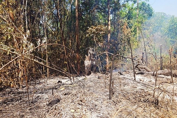 Gia Lai: Thêm hàng chục ha rừng bị thiêu rụi - ảnh 1