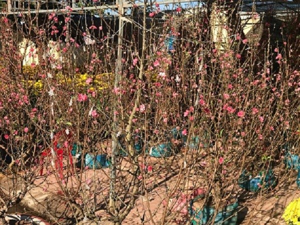Kon Tum: Cuốn hút Hội chợ hoa Xuân Kỷ Hợi 2019 - ảnh 5