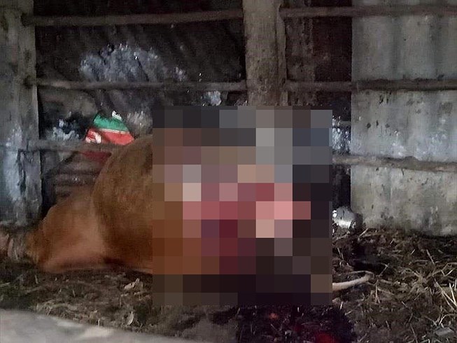 Quảng Bình: Bò nhốt trong chuồng bị kẻ xấu giết hại để xẻ thịt - ảnh 1