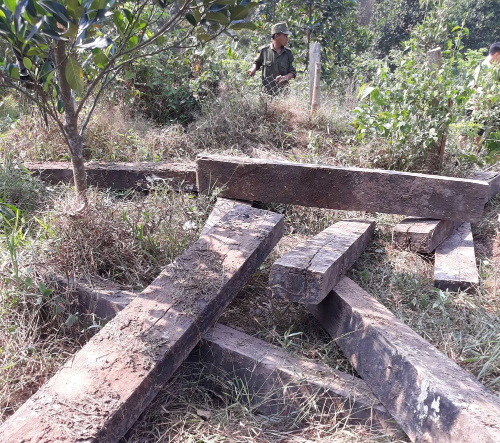 Vụ phá rừng gỗ mun ở Phong Nha – Kẻ Bàng: Tìm thấy 3 hầm gỗ mun ở vườn nhà dân - ảnh 3