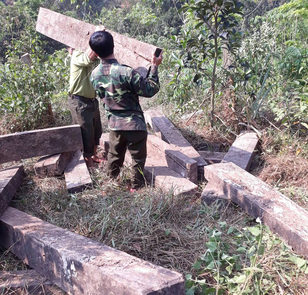 Vụ phá rừng gỗ mun ở Phong Nha – Kẻ Bàng: Tìm thấy 3 hầm gỗ mun ở vườn nhà dân - ảnh 5