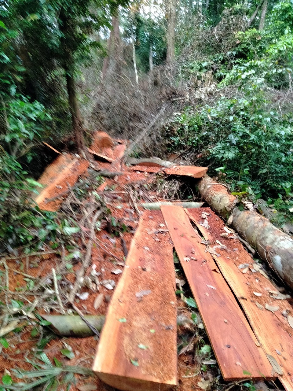 Phát hiện vụ phá rừng lim ở Trường Sơn - ảnh 1