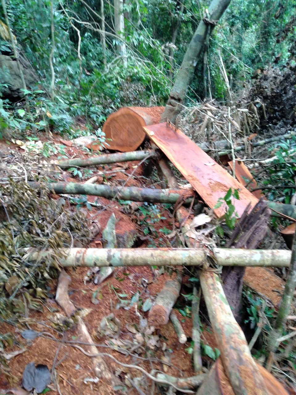 Phát hiện vụ phá rừng lim ở Trường Sơn - ảnh 2