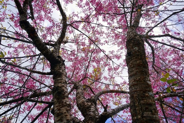 Lâm Đồng: Rực rỡ sắc hoa mai anh đào “níu” chân du khách - ảnh 5