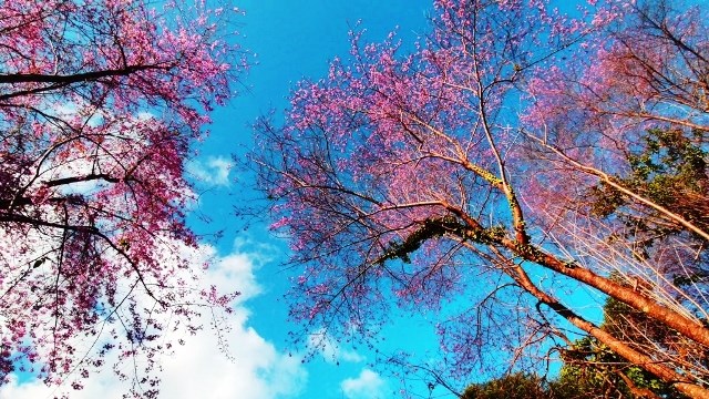 Lâm Đồng: Rực rỡ sắc hoa mai anh đào “níu” chân du khách - ảnh 7