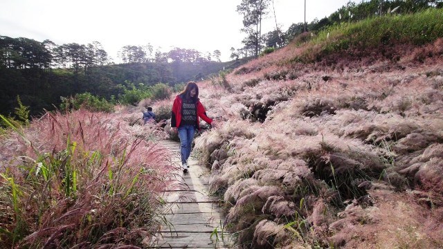 Lâm Đồng: Những đồi cỏ hồng tuyệt đẹp “hút” khách du lịch - ảnh 1