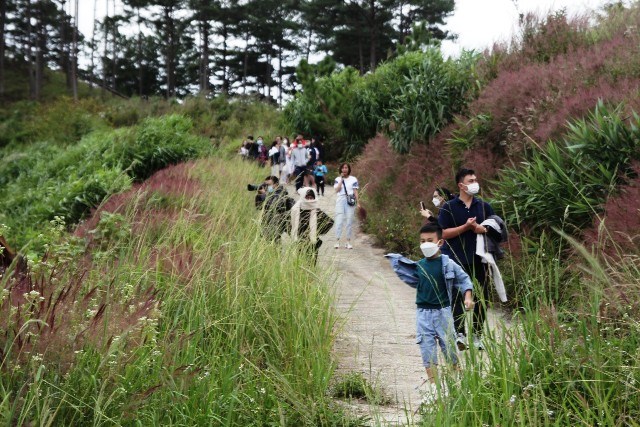 Lâm Đồng: Những đồi cỏ hồng tuyệt đẹp “hút” khách du lịch - ảnh 2