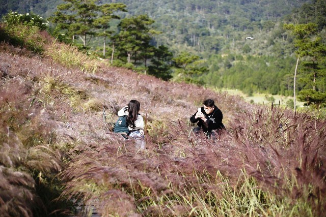 Lâm Đồng: Những đồi cỏ hồng tuyệt đẹp “hút” khách du lịch - ảnh 5