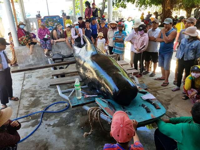 Khánh Hòa: Phát hiện xác cá voi nặng hơn 1 tấn dạt vào bờ - ảnh 1