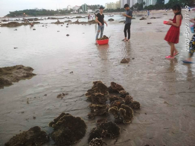 Cần xử lý nghiêm hành vi hủy hoại san hô vịnh Nha Trang - ảnh 2