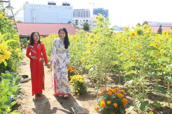 Khánh Hòa: Hàng vạn du khách tham quan miễn phí vườn mai lớn nhất phố biển Nha Trang - ảnh 11