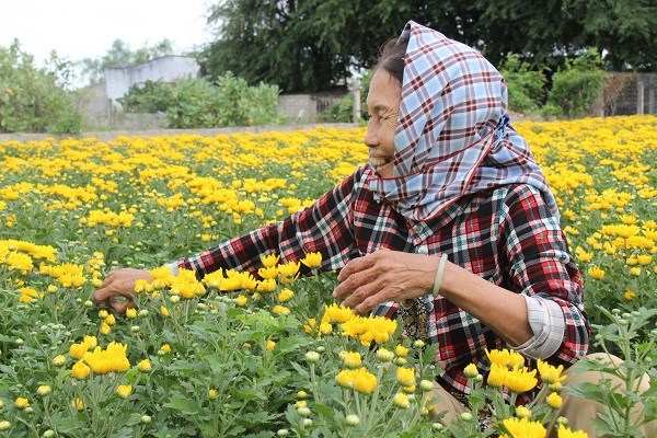 Ninh Thuận: Làng hoa Mỹ Bình khoe sắc đón Xuân - ảnh 2