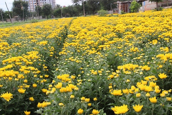 Ninh Thuận: Làng hoa Mỹ Bình khoe sắc đón Xuân - ảnh 3