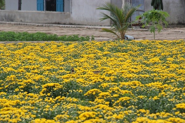 Ninh Thuận: Làng hoa Mỹ Bình khoe sắc đón Xuân - ảnh 8