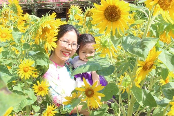 Khánh Hòa: Hàng vạn du khách tham quan miễn phí vườn mai lớn nhất phố biển Nha Trang - ảnh 8