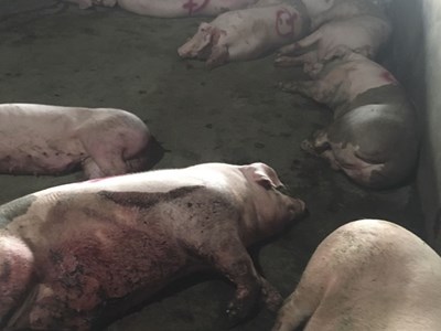 Ninh Thuận: Truy tìm lái xe chở đàn lợn mắc bệnh lở mồm long móng - Anh 1