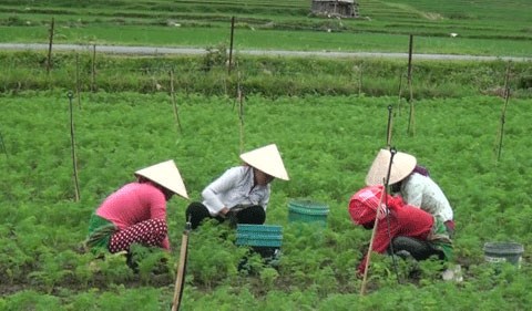 Chương trình MTQG giảm nghèo bền vững tại tỉnh Sơn La: Sức sống mới từ những mô hình tiêu biểu - Anh 1