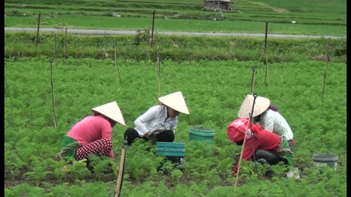 Chương trình MTQG giảm nghèo bền vững tại tỉnh Sơn La: Những chuyển biến tích cực - Anh 4