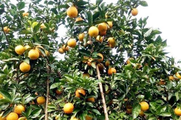 Hà Tĩnh: Lễ hội cam và các sản phẩm nông nghiệp tôn vinh thương hiệu sản phẩm nhà nông - Anh 1