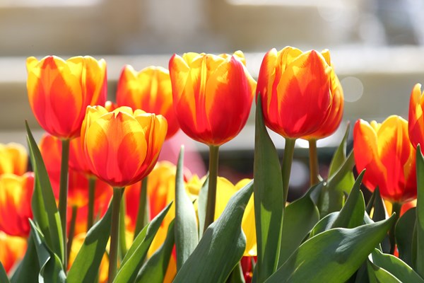 Cần gì đi Hà Lan, cả triệu bông tulip bung nở trên đỉnh Bà Nà Tết này - Anh 2