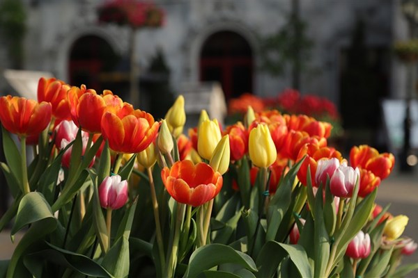Cần gì đi Hà Lan, cả triệu bông tulip bung nở trên đỉnh Bà Nà Tết này - Anh 5