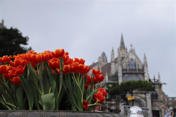 Cần gì đi Hà Lan, cả triệu bông tulip bung nở trên đỉnh Bà Nà Tết này - Anh 6