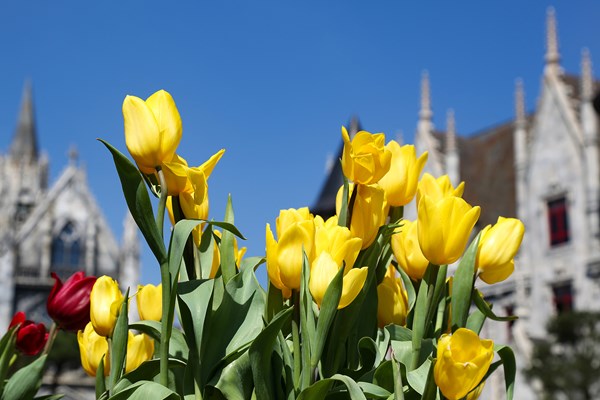Cần gì đi Hà Lan, cả triệu bông tulip bung nở trên đỉnh Bà Nà Tết này - Anh 4