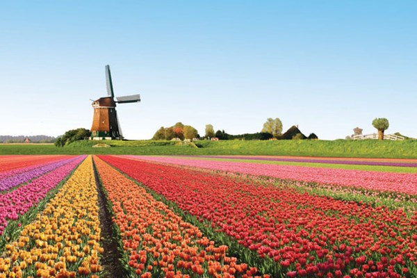 Vòng quanh thế giới ngắm những vườn tulip vạn người mê - Anh 1