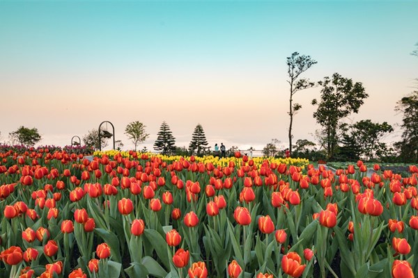 Vòng quanh thế giới ngắm những vườn tulip vạn người mê - Anh 6