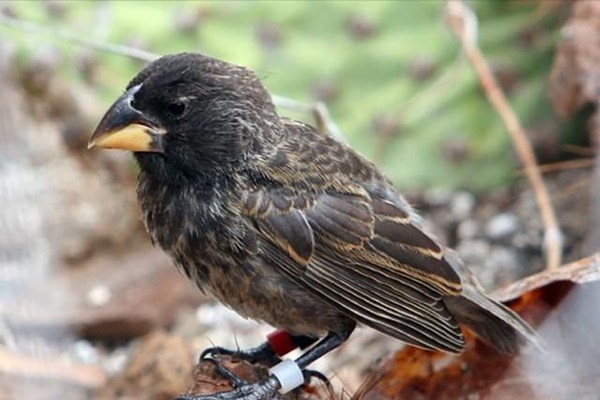 Các nhà khoa học phát hiện một loài chim mới tiến hóa trên đảo Galapagos - Anh 1