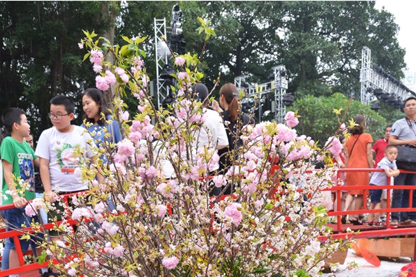 Lễ hội hoa anh đào Nhật Bản - Hà Nội 2019 kéo dài thêm 1 ngày - Anh 5