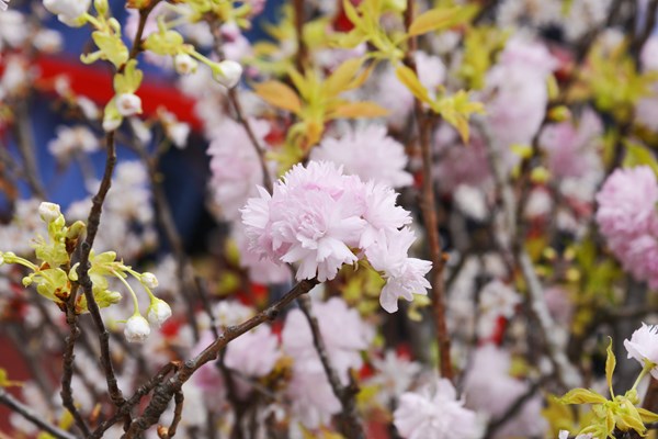 Lễ hội hoa anh đào Nhật Bản - Hà Nội 2019 kéo dài thêm 1 ngày - Anh 6