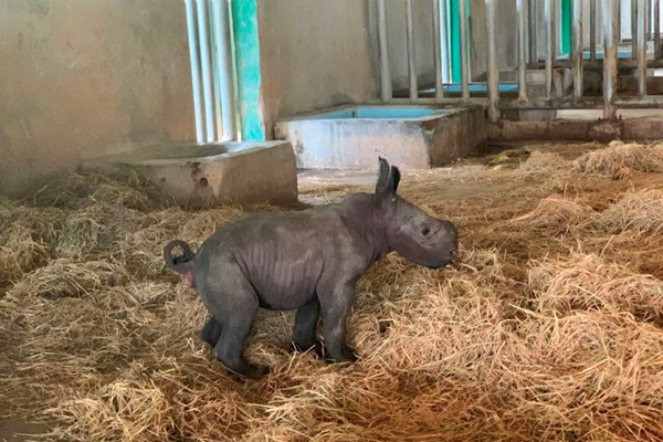 Tê giác con đầu tiên chào đời tại Vinpearl Safari Phú Quốc - Anh 1