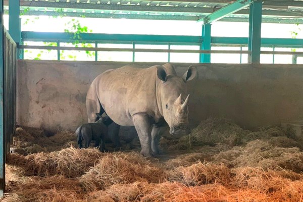 Tê giác con đầu tiên chào đời tại Vinpearl Safari Phú Quốc - Anh 2