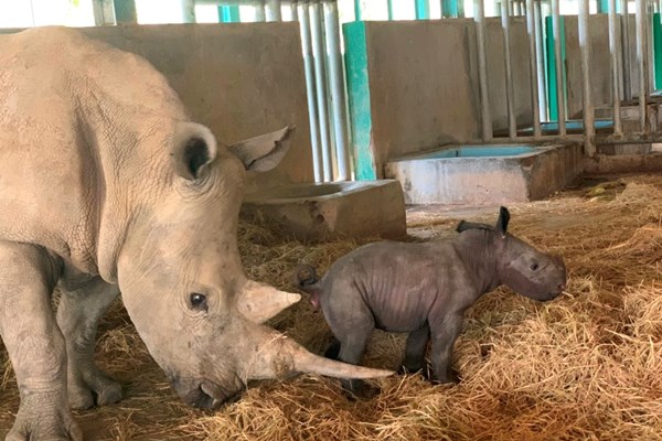 Tê giác con đầu tiên chào đời tại Vinpearl Safari Phú Quốc - Anh 3