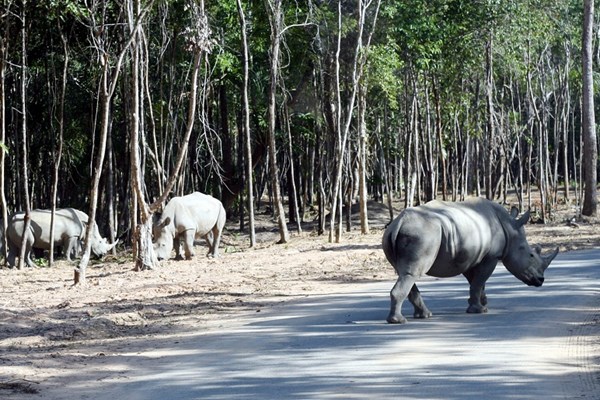 Tê giác con đầu tiên chào đời tại Vinpearl Safari Phú Quốc - Anh 4