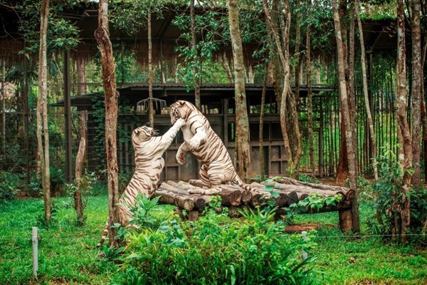 Liên tiếp thú hiếm sinh nở tại “ngôi nhà động vật năm châu” Vinpearl Safari - Anh 8