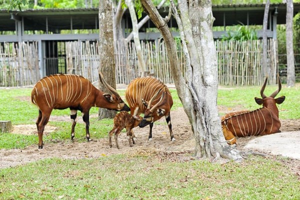 Vinpearl Safari Phú Quốc - 17 ngày đón 2 cá thể tê giác quý chào đời - Anh 6