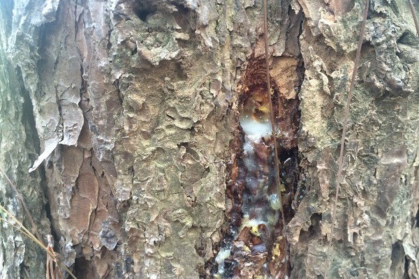 Lâm đồng​​​​​​​: Hàng ngàn cây thông chết đứng vì bị tiêm thuốc độc - Anh 2