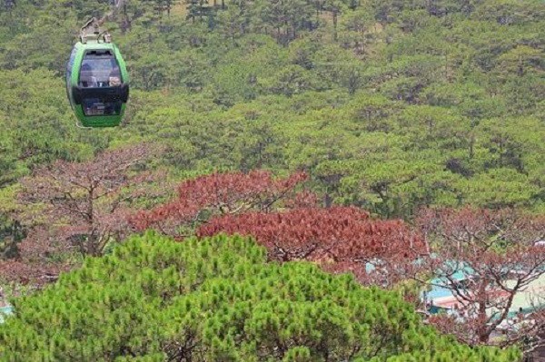 Lâm Đồng: Sẽ khôi phục diện tích rừng bị phá - Anh 1