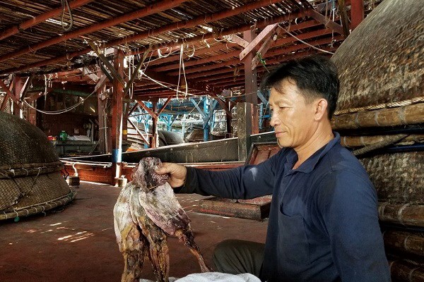 Gần 1.000 tấn mực khô của ngư dân ở Quảng Nam bị tồn kho: Địa phương “cầu cứu” Trung ương - Anh 1