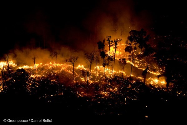 Lo ngại trước việc cháy rừng Amazon lên mức kỷ lục - Anh 1