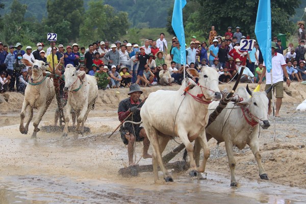 Sôi động hội đua bò Bảy Núi An Giang - Anh 1