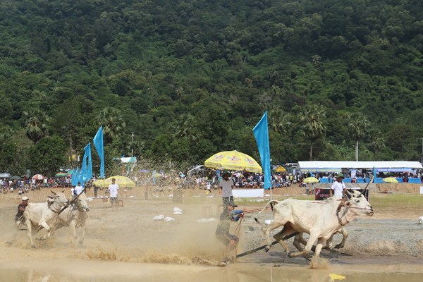Sôi động hội đua bò Bảy Núi An Giang - Anh 2