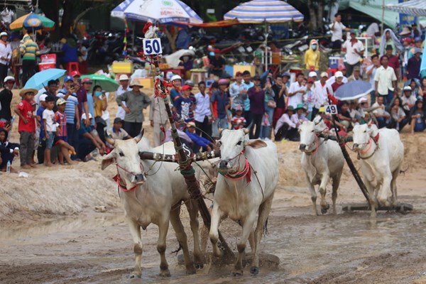 Sôi động hội đua bò Bảy Núi An Giang - Anh 3