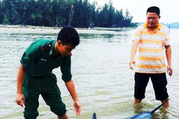 Quảng Nam: Liên tiếp xuất hiện cá heo, rùa xanh quý hiếm bị thương nặng dạt vào bờ biển Hội An - Anh 3